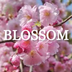 ~ Blossom Outfiters ~