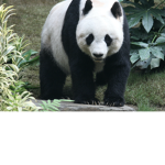 Panda sister forever