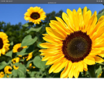 Blooming_Sunflowers