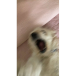 The_ninja_dog