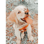 I love preppy puppys