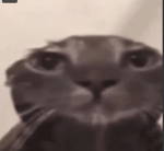lordy kaczuchy