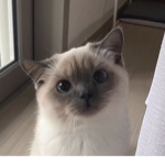 */Kitty/*
