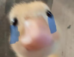 Pavito.uwu