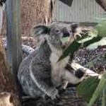 Koala queens!!
