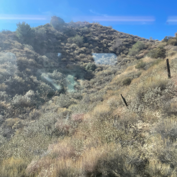 The Birch trail