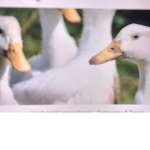 Mega ducks