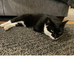 Cool cats only and cool humans