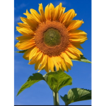 Snnflower