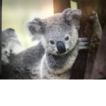 Koala club!!!!!