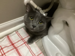 Zuko’s litter box