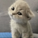meoww :3 !