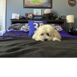 Lucy The Puppy