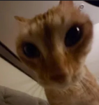 Hayden’s kittens