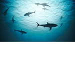 Sharkkkkkkkyyyyyyyyyyyyyy