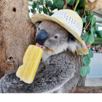 The Koala Tribe
