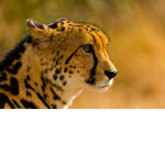 Wild Africa