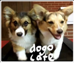 Dogo cafe