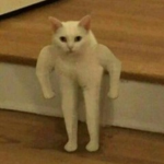 We Must Worship The Buff Cat