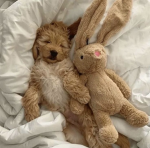 sweetluvvies