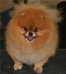 pomeranian dog lovers