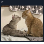 The hoomans UwUz