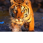 Tiger corporation #no lions!!!