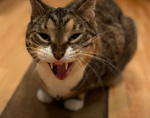 Peanut's Channel