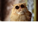 Cat only group.