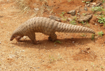 Pangolins