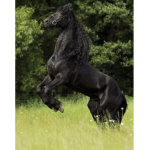.:|The Frisky Friesians|:.