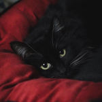 Vayrie