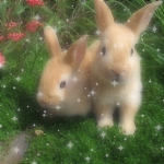 adorfuhl ʚ