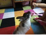 FloofyBunnies