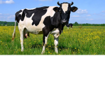 cows kingdom