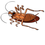FUNKY ROACHES