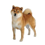 Dank shibes