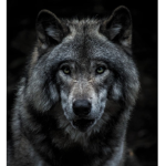 My family pack
