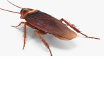 Roach Business