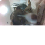 LOVE EVERY DOG