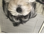 OREO’S KINGDOM