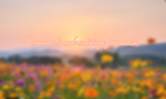 - emma’s advertising paradise -