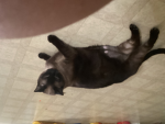Kitty cats fan