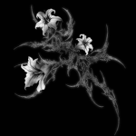 .-bloom