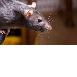 rat gang hq