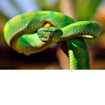 The Green Vipers