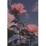 -The Rose Group-