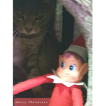 We can talk about cats