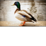 Dylanlikee's duckling club