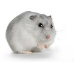 Hamster kids